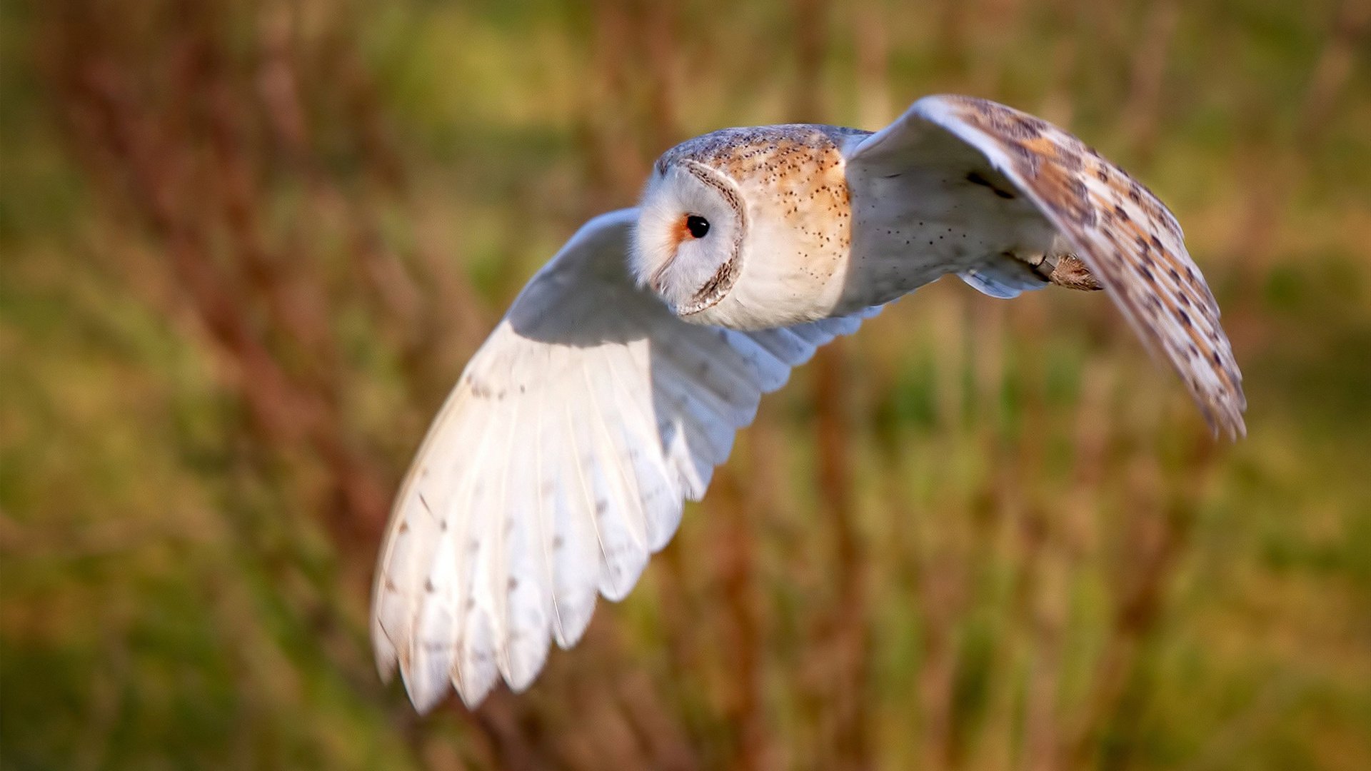 开云体育入口-亚洲新纪元，三笘薰欧冠半决赛之夜的压力蜕变