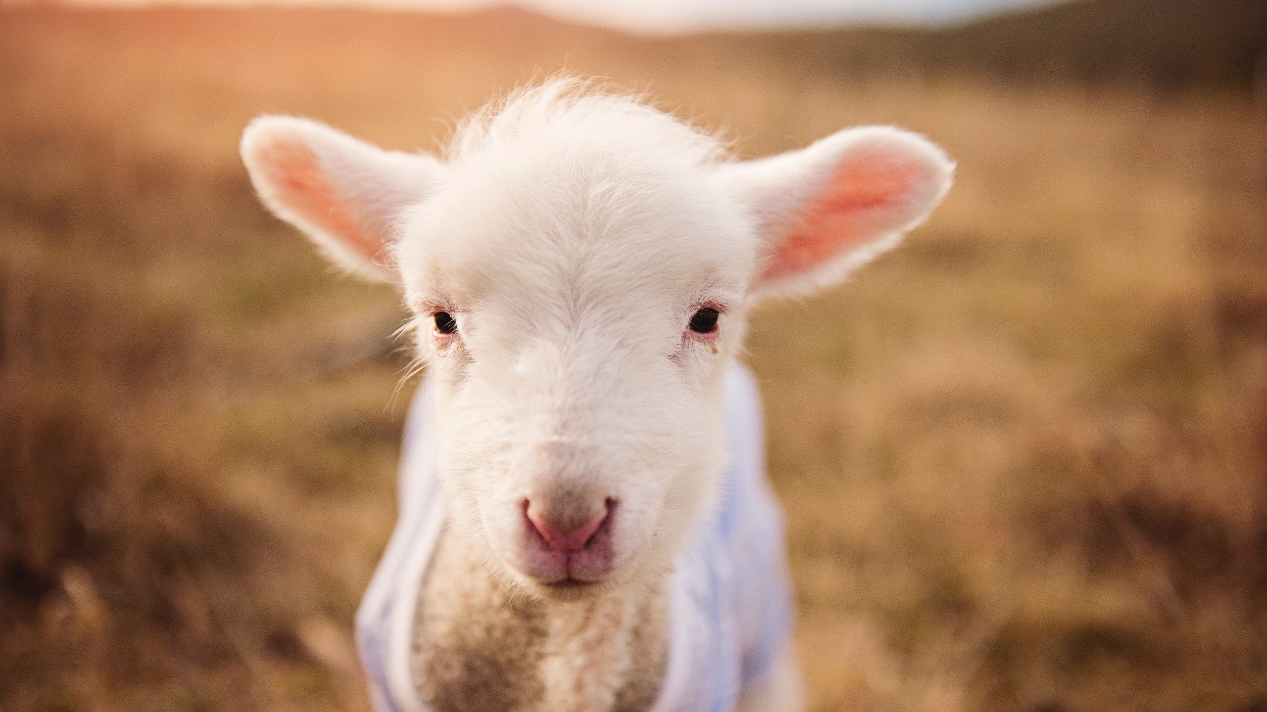 黄蜂压哨绝杀！与维斯塔潘冲线同时发生—当NBA与F1在同一块屏幕上碰撞