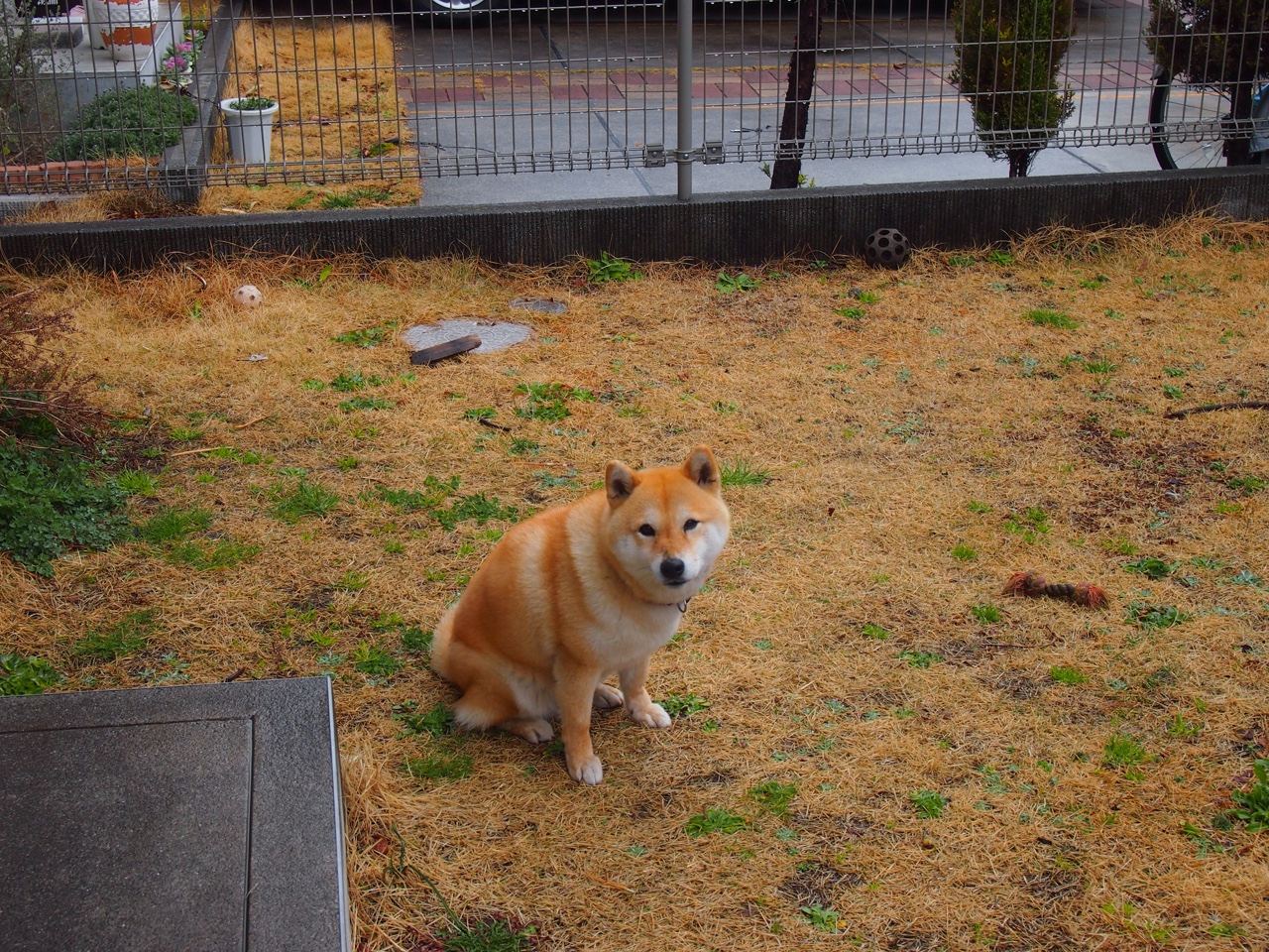 冰火两重天,拉什福德欧冠爆发与突尼斯里昂式生死战启示录