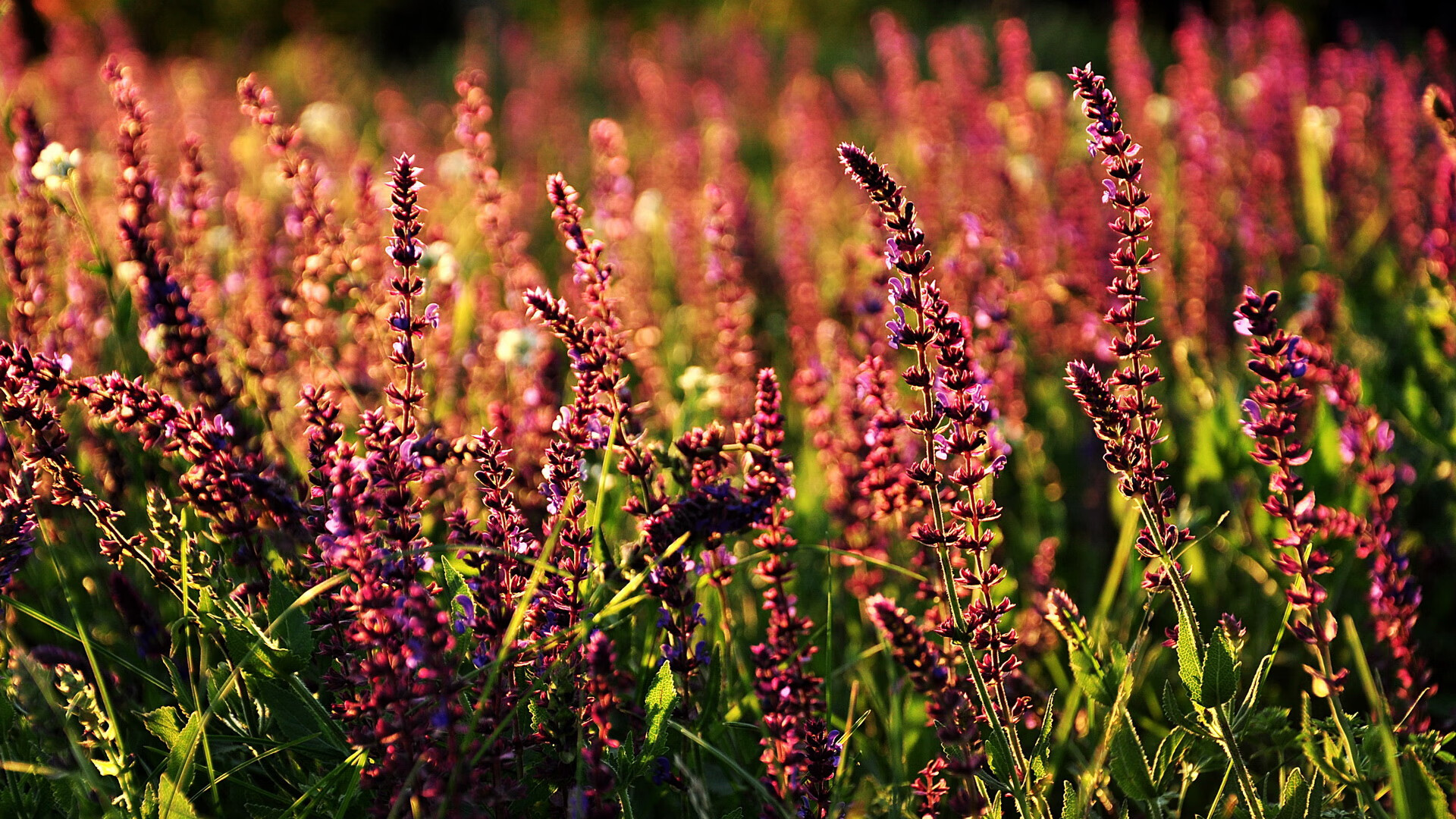 爆冷传奇，皇家社会在季后赛抢七焦点战中力克里昂，书写黑马篇章