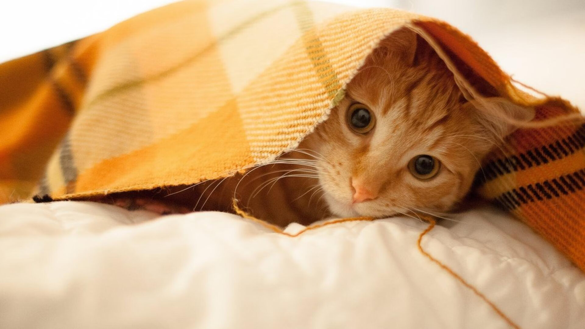 开云体育-布伦森41分撕裂次元壁，当纽约引擎撞上岭南筋骨