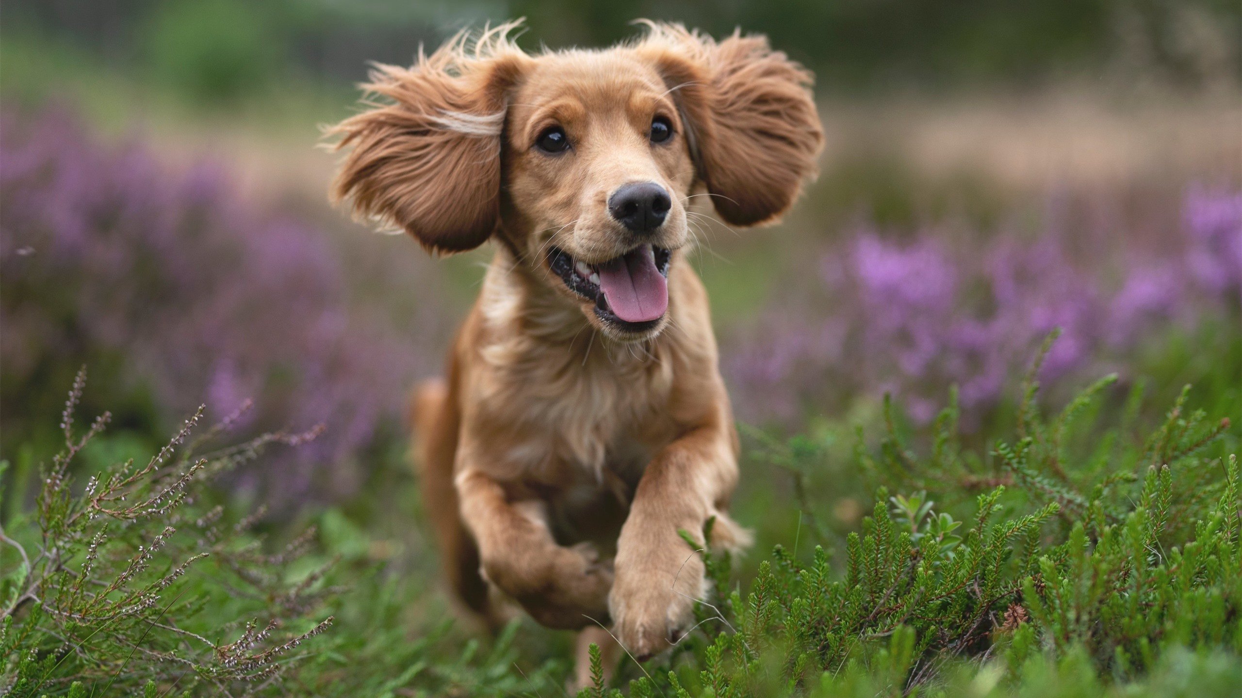 开云体育平台APP-冰与火之歌，爵士封锁热火，利拉德加冕关键先生